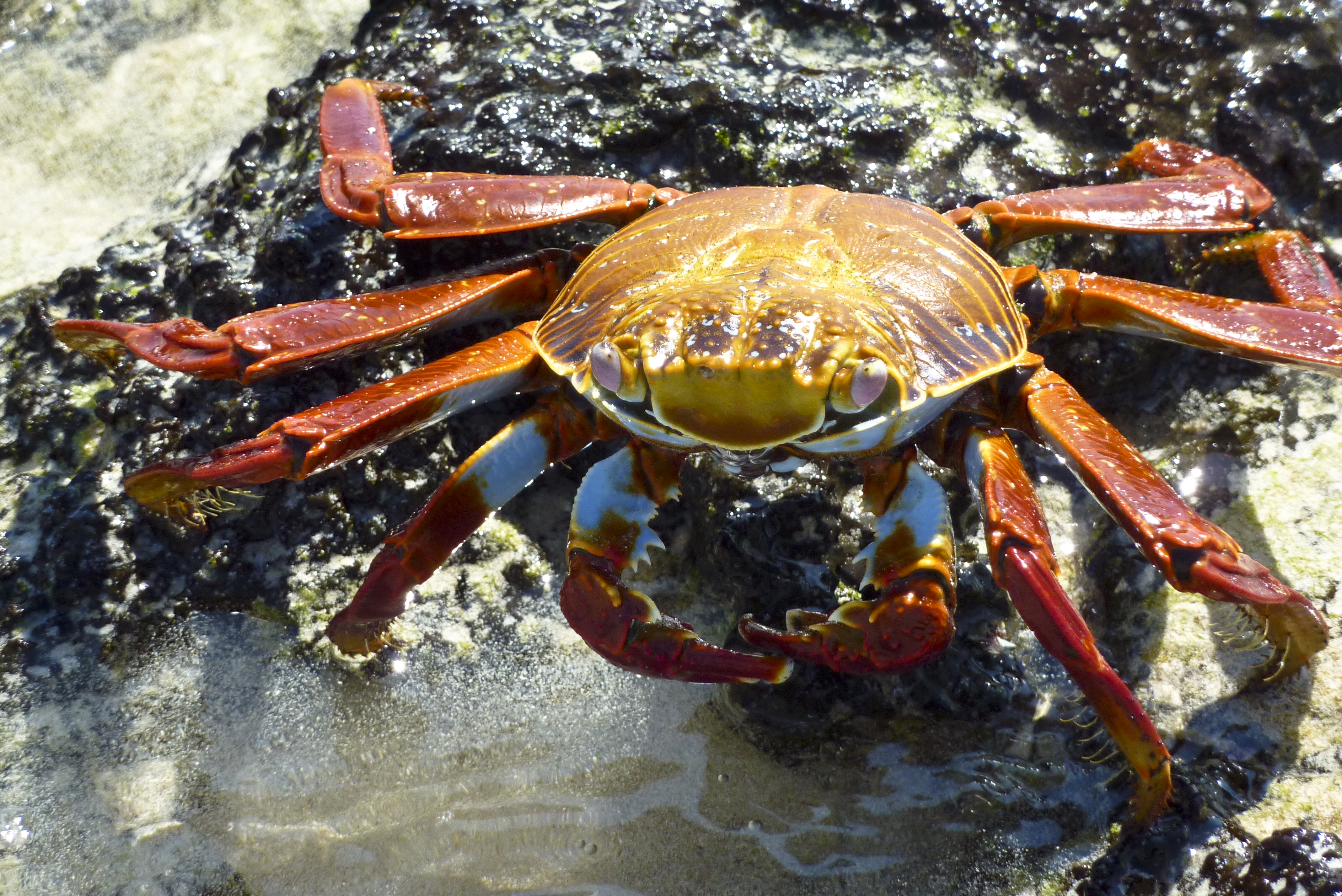 Rote Klippenkrabbe